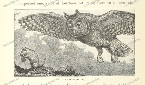 Fauna Vintage Prints