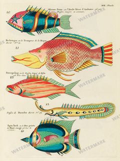 Fish Vintage Prints
