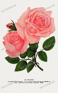 Folio Of Botanical Specimen Vintage Prints