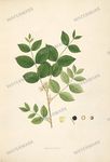 Botanical Plant Vintage Prints