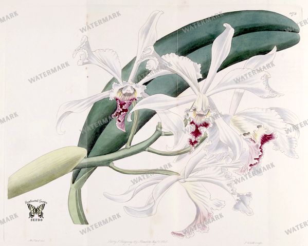 Botanical Vintage Prints