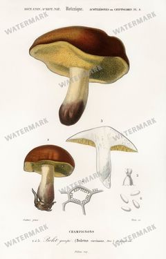 Dictionnaire Universel Dhistoire Naturelle Vintage Prints
