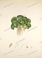Botanical Plant Vintage Prints