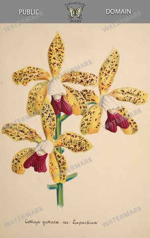 Botanical Vintage Prints