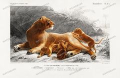 Dictionnaire Universel Dhistoire Naturelle Vintage Prints