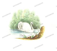 Fauna Vintage Prints