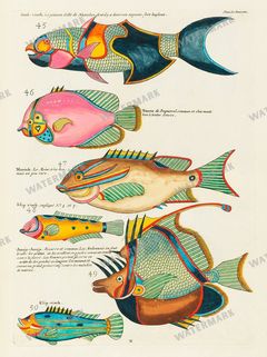 Fish Vintage Prints
