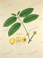 Botanical Plant Vintage Prints