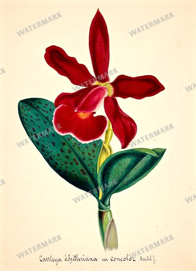 Botanical Vintage Prints