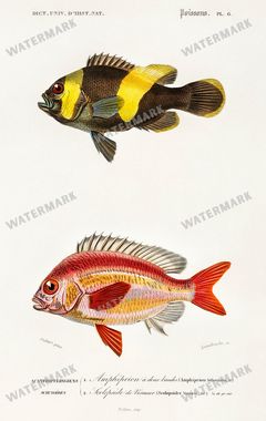 Dictionnaire Universel Dhistoire Naturelle Vintage Prints