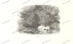 Fauna Vintage Prints