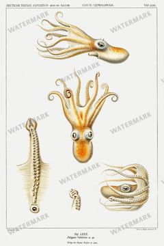Fish Vintage Prints