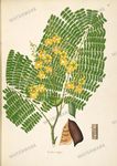Botanical Plant Vintage Prints