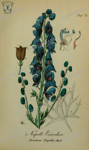 Botanical Vintage Prints