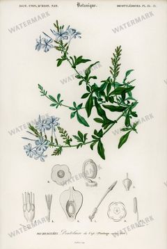 Dictionnaire Universel Dhistoire Naturelle Vintage Prints