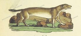 Fauna Vintage Prints