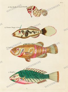 Fish Vintage Prints