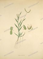 Botanical Plant Vintage Prints