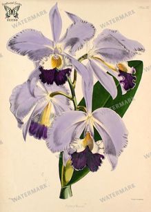 Botanical Vintage Prints