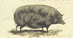 Fauna Vintage Prints