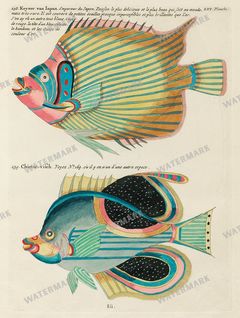 Fish Vintage Prints