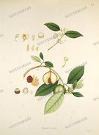 Botanical Plant Vintage Prints