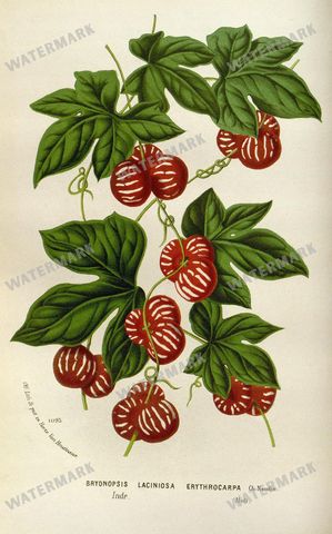Botanical Vintage Prints