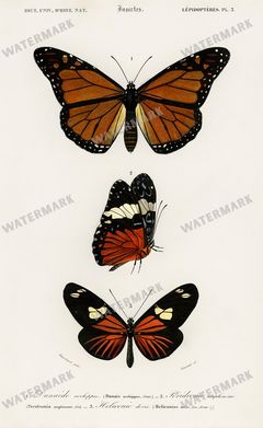 Dictionnaire Universel Dhistoire Naturelle Vintage Prints