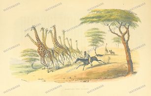 Fauna Vintage Prints
