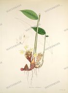 Botanical Plant Vintage Prints