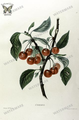 Botanical Vintage Prints