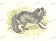Fauna Vintage Prints