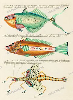 Fish Vintage Prints