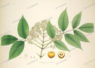 Botanical Plant Vintage Prints
