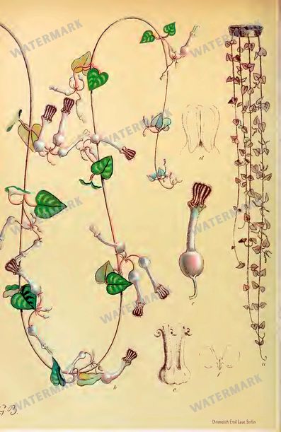 Botanical Vintage Prints