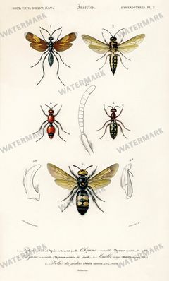 Dictionnaire Universel Dhistoire Naturelle Vintage Prints