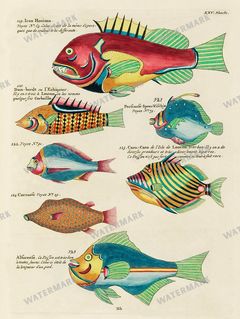 Fish Vintage Prints