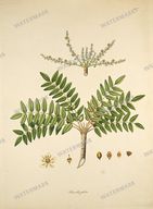 Botanical Plant Vintage Prints