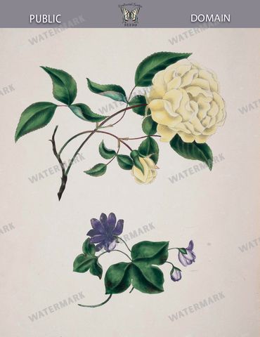 Botanical Vintage Prints