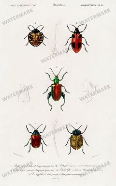 Dictionnaire Universel Dhistoire Naturelle Vintage Prints