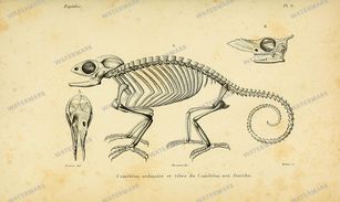 Fauna Vintage Prints