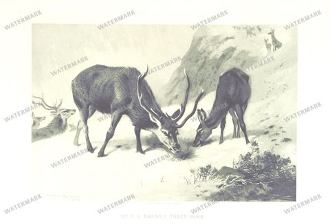 Fauna Vintage Prints