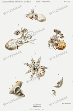 Fish Vintage Prints