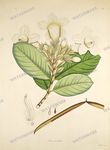 Botanical Plant Vintage Prints