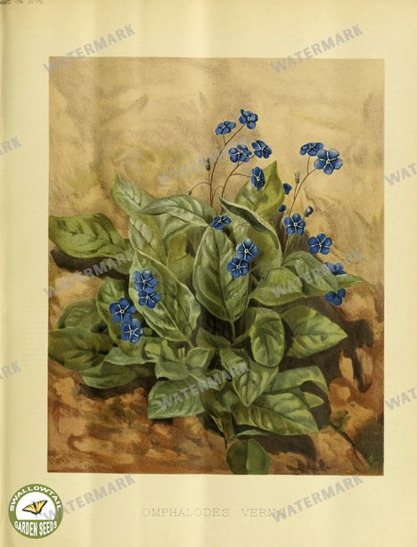 Botanical Vintage Prints