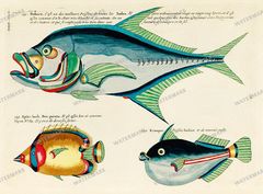 Fish Vintage Prints