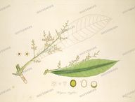 Botanical Plant Vintage Prints