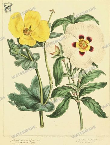 Botanical Vintage Prints
