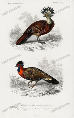 Dictionnaire Universel Dhistoire Naturelle Vintage Prints
