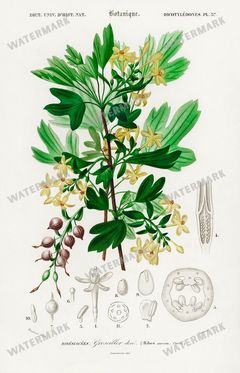 Dictionnaire Universel Dhistoire Naturelle Vintage Prints